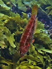 Notolabrus parilus