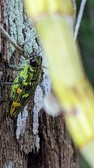 Austrochalcophora subfasciata