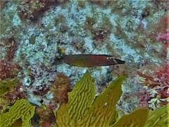 Austrolabrus maculatus