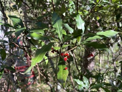 Pittosporum illicioides
