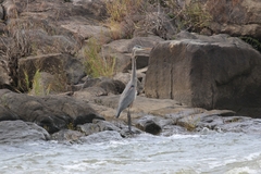 Ardea herodias