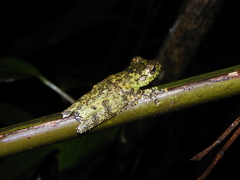 Itapotihyla langsdorffii