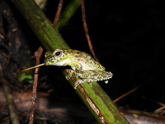 Itapotihyla langsdorffii