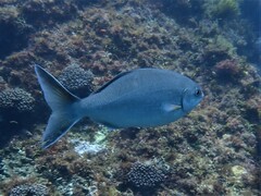 Kyphosus cornelii