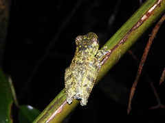 Itapotihyla langsdorffii