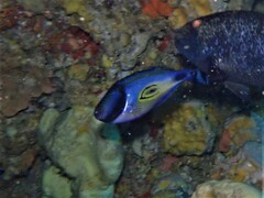 Meuschenia hippocrepis