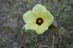 Hibiscus columnaris