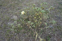 Hibiscus columnaris