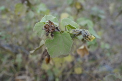 Hibiscus columnaris