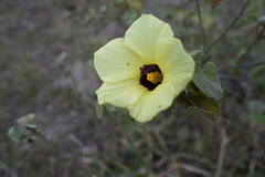 Hibiscus columnaris