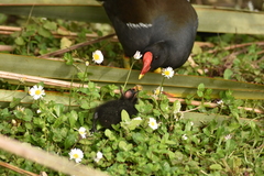 Gallinula chloropus