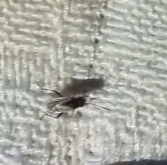 Nysius