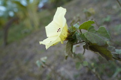 Hibiscus columnaris