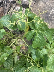 Cyphostemma barbosae