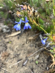 Lobelia comosa