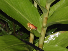 Dendropsophus werneri