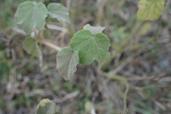Hibiscus columnaris