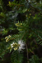 Metrosideros operculata