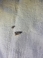 Nysius