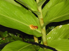 Dendropsophus werneri