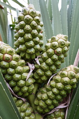 Pandanus