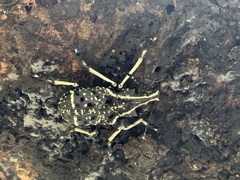 Tophoderes frenatus