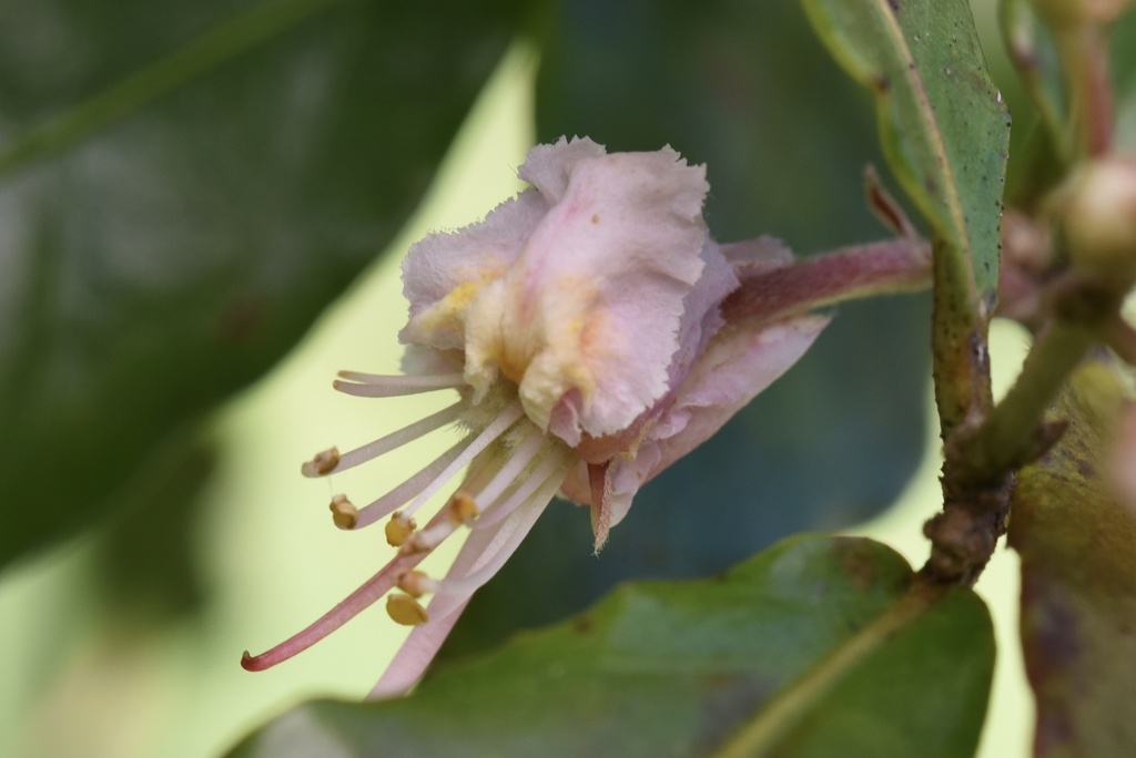 Hiptage pauciflora
