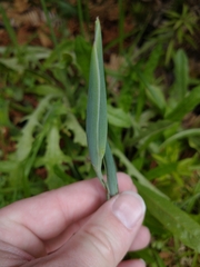 Liliales