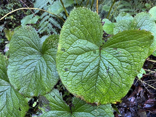 Ligularia stenocephala, photograph 5