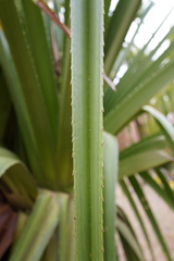 Pandanus