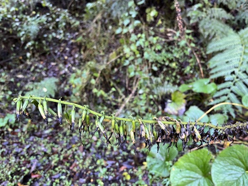 Ligularia stenocephala, photograph 6