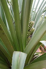 Pandanus