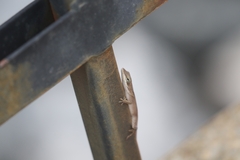 Anolis carolinensis