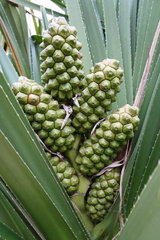 Pandanus