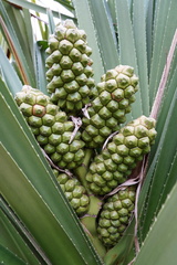 Pandanus