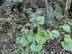 Ligularia stenocephala