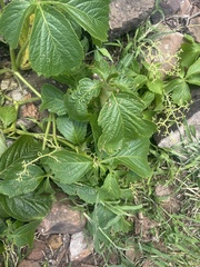 Cyphostemma barbosae