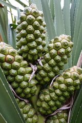 Pandanus