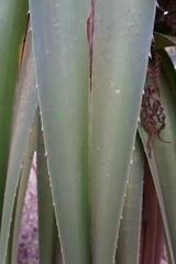 Pandanus