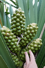 Pandanus