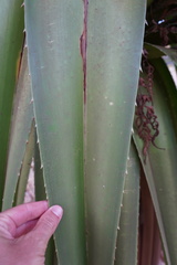 Pandanus
