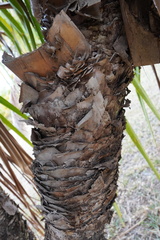 Pandanus