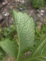 Cyphostemma barbosae