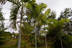 Ptychosperma salomonense