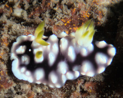 Goniobranchus geometricus