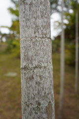 Ptychosperma salomonense