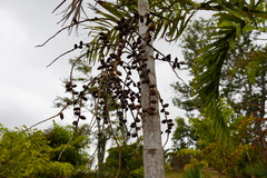 Ptychosperma salomonense