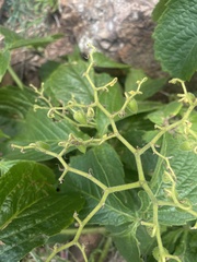 Cyphostemma barbosae