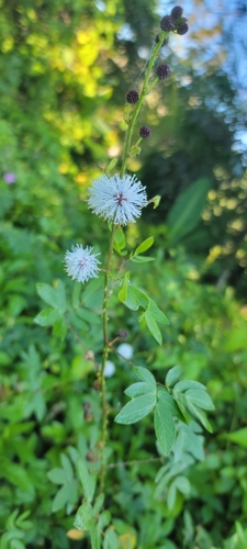 graceful mimosa (Mimosa casta)