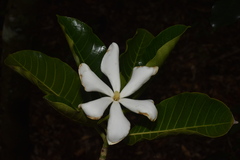 Gardenia oudiepe
